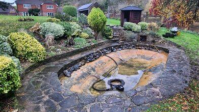 Pond Cleaning Services